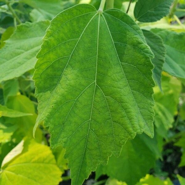 Hibiscus moscheutos Leaf