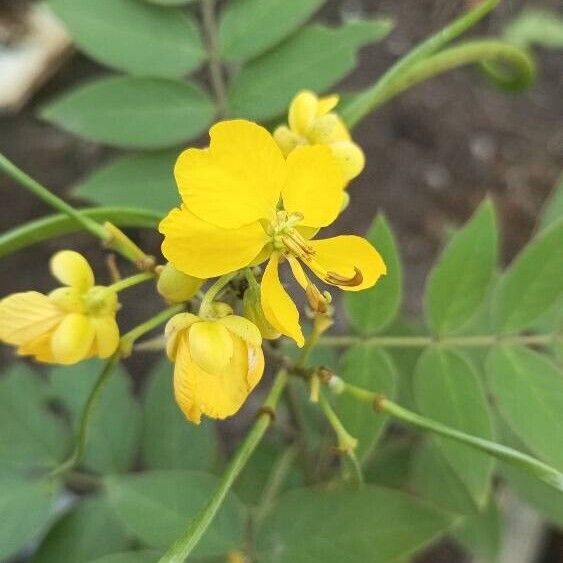 Senna occidentalis Flors