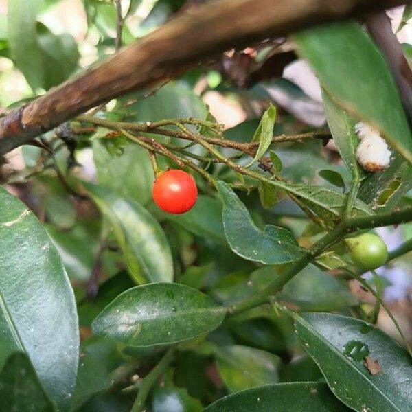 Solanum pseudocapsicum Vrucht