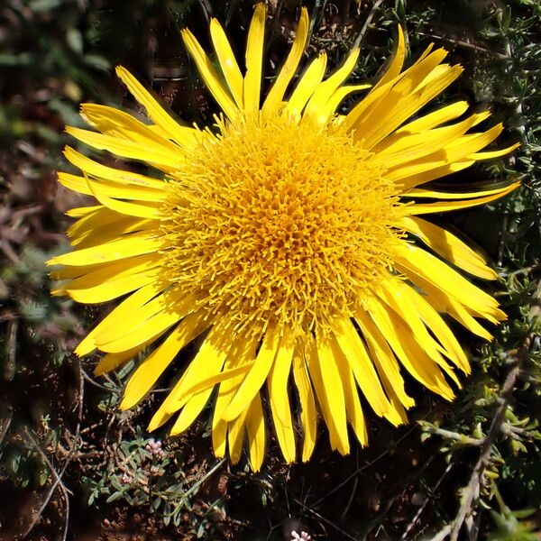 Pentanema montanum Flower