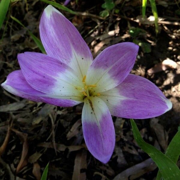 Colchicum autumnale Flor