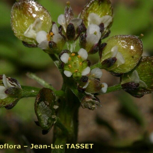 Lobularia libyca Other