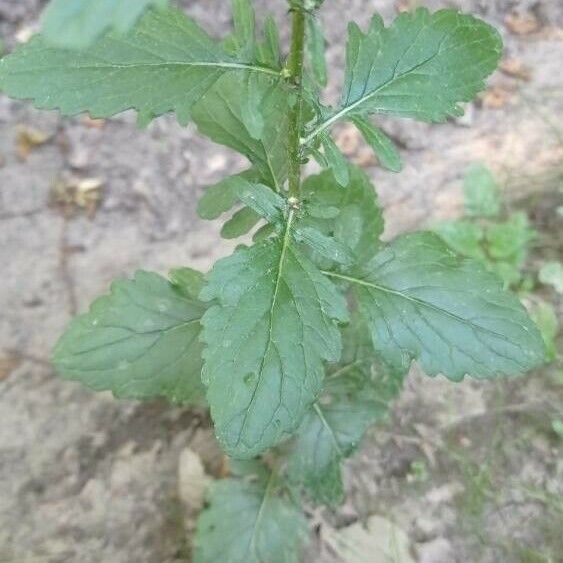 Jacobaea erratica Leaf