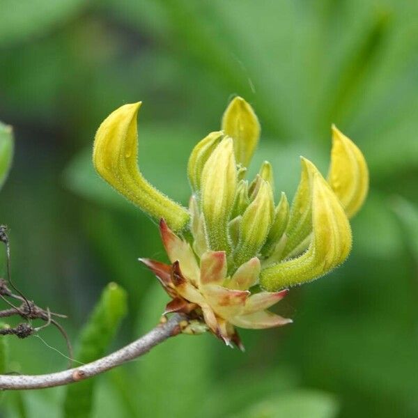 Rhododendron luteum Muu