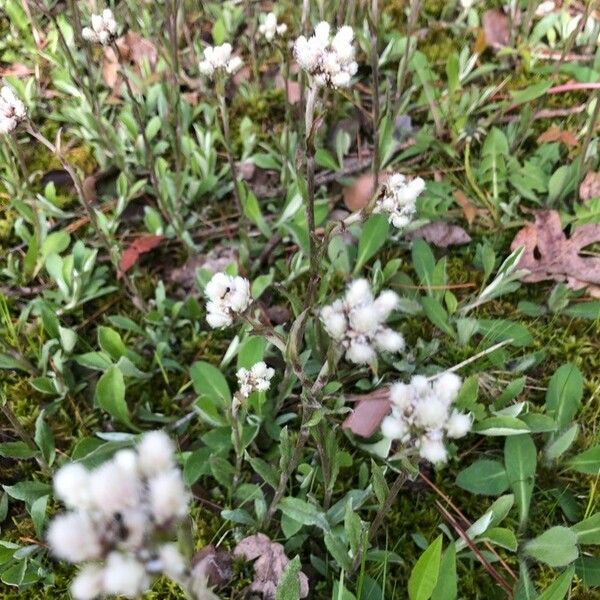 Antennaria plantaginifolia Květ