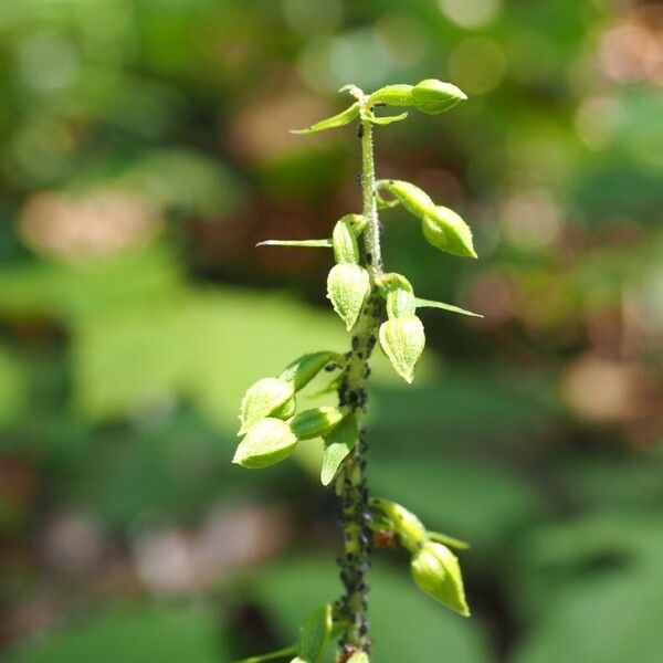 Epipactis albensis Blomma