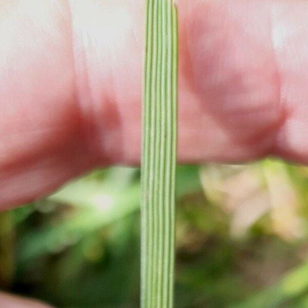 Deschampsia cespitosa Листок