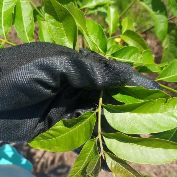 Toona ciliata Leaf