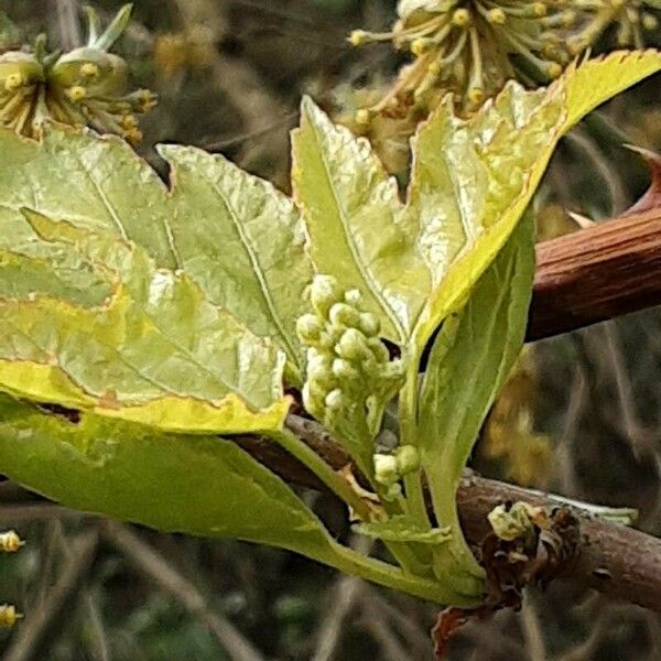 Acer tataricum Blomma