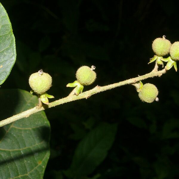 Croton billbergianus Плод