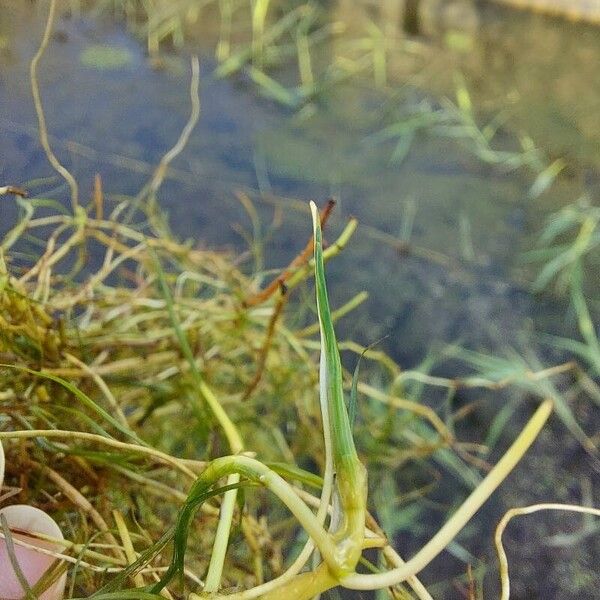 Zannichellia palustris Blatt