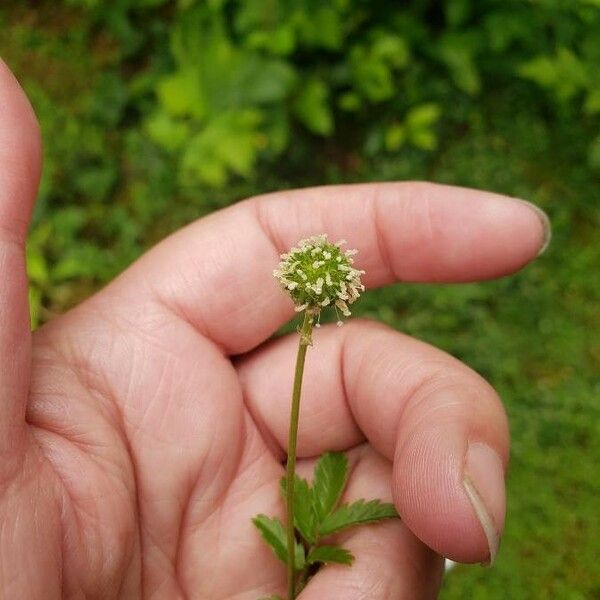 Acaena novae-zelandiae Flower