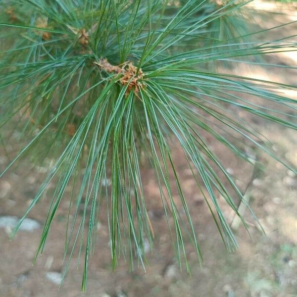 Pinus wallichiana Levél