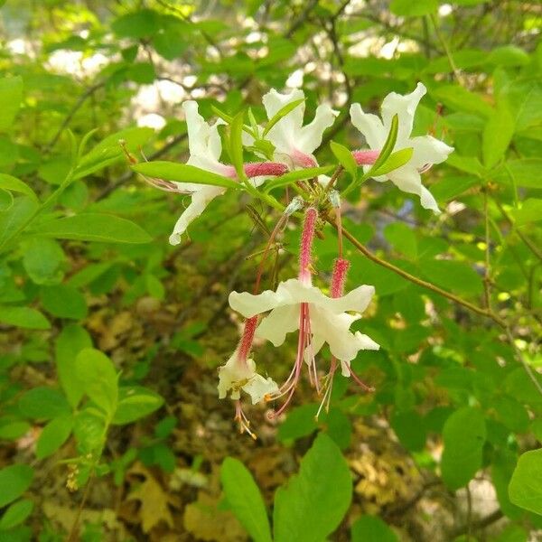 Rhododendron periclymenoides Flower