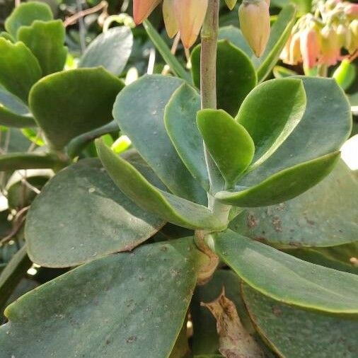 Cotyledon orbiculata Folha