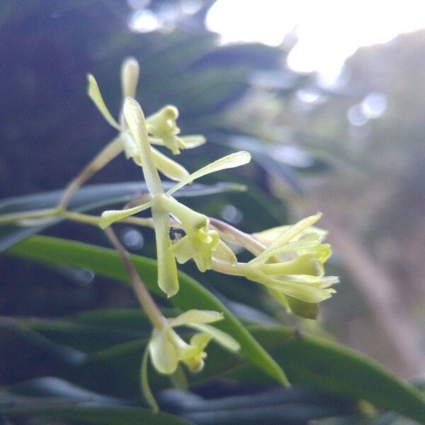 Epidendrum conopseum Cvet