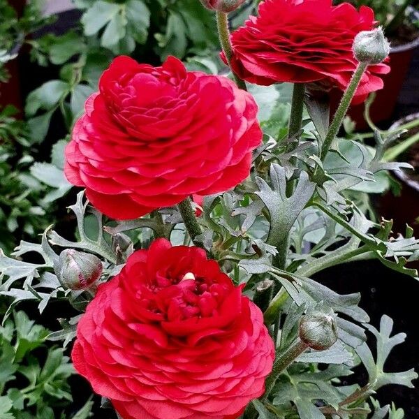 Ranunculus asiaticus Blüte