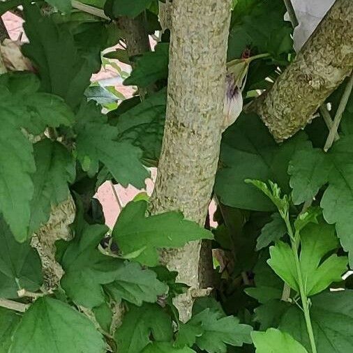 Hibiscus syriacus Kora