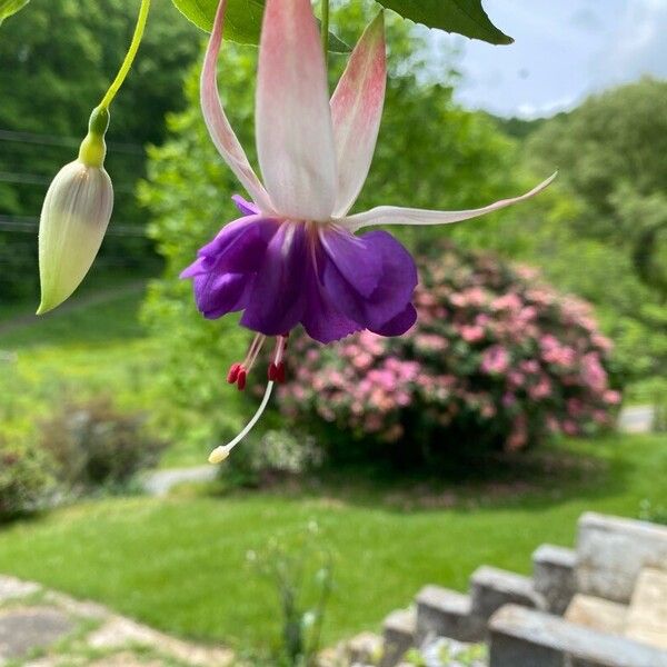 Fuchsia × standishii Flower