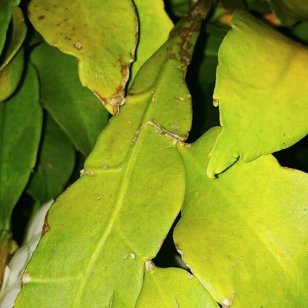 Epiphyllum oxypetalum Листок