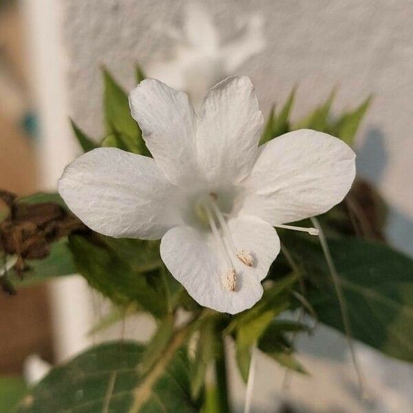 Barleria cristata Flower