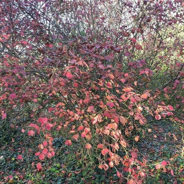 Viburnum dentatum Celota