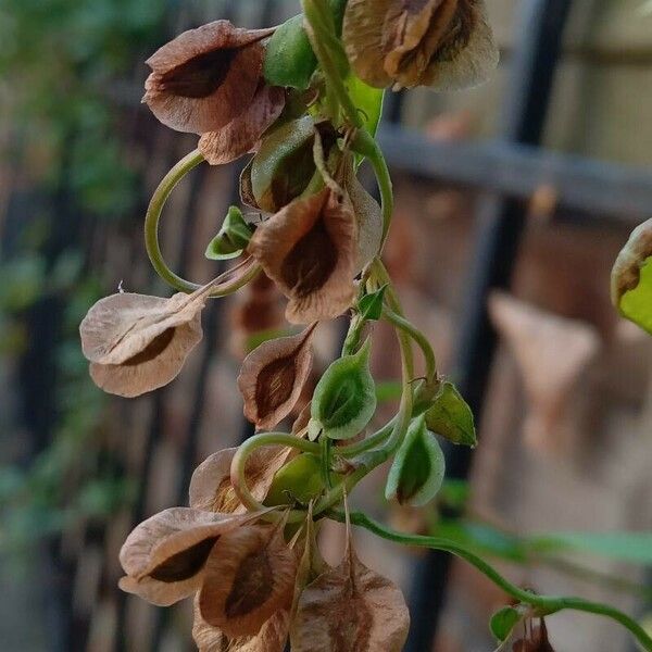 Fallopia dumetorum Frukt