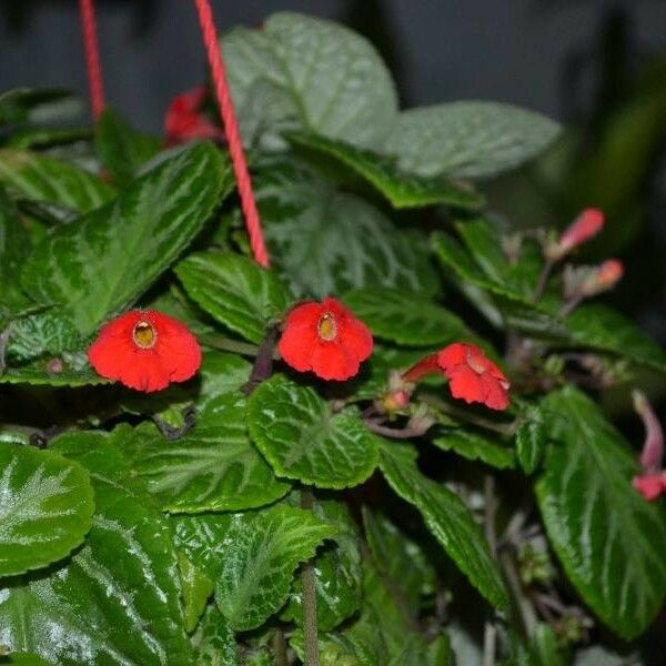 Episcia cupreata Blüte