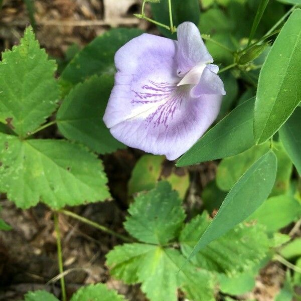 Clitoria mariana Цветок