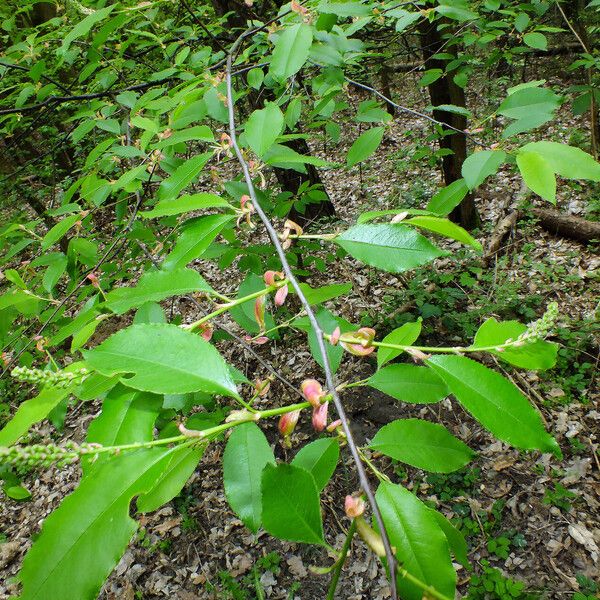 Prunus serotina Lehti