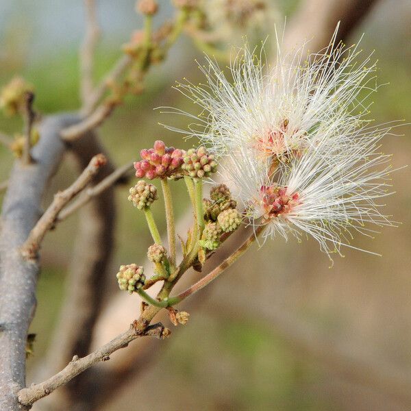 Albizia chevalieri Habitus