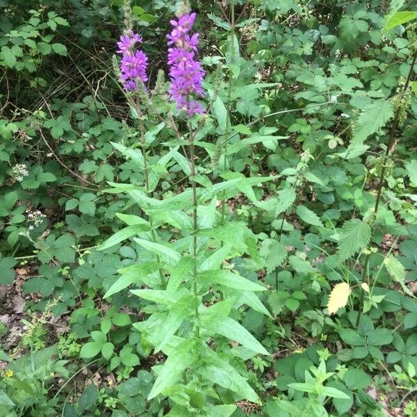 Lythrum salicaria عادت