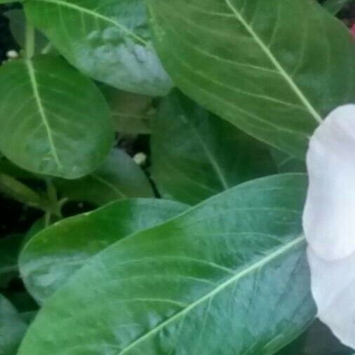 Catharanthus roseus Ліст