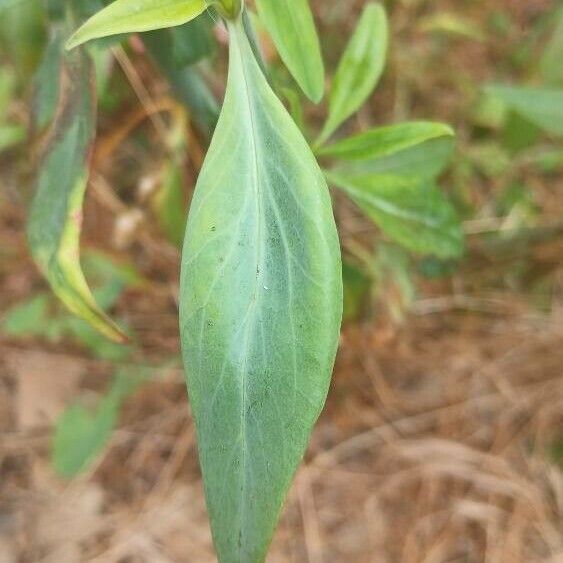 Valeriana rubra Blad