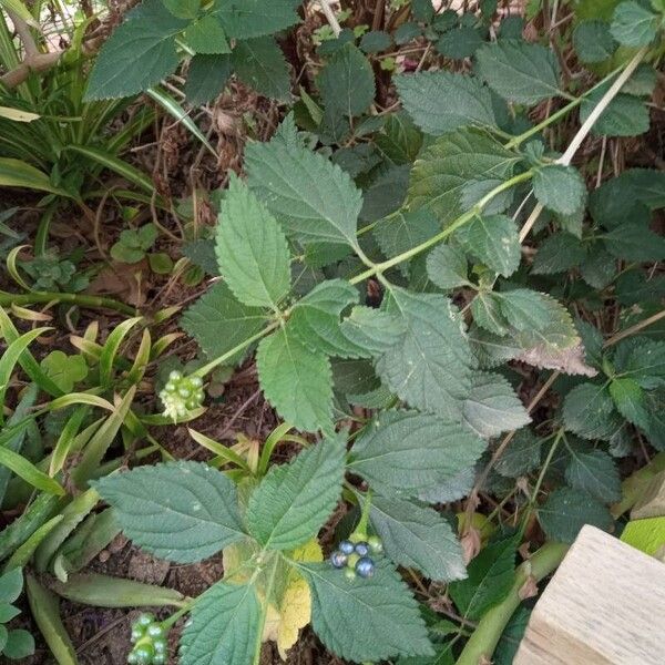 Lantana viburnoides Лист