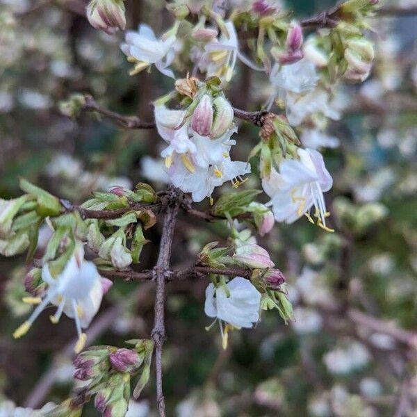 Lonicera fragrantissima Цвят