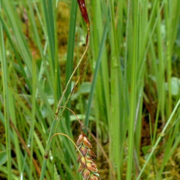 Carex limosa ᱡᱚ