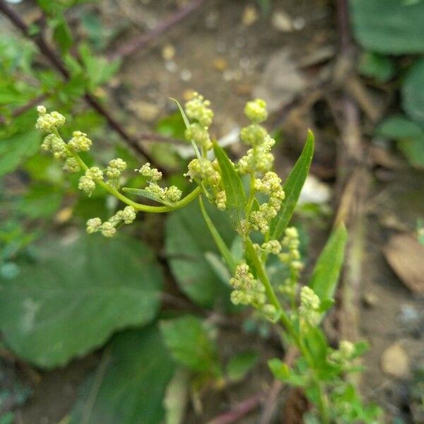 Atriplex patula Flower