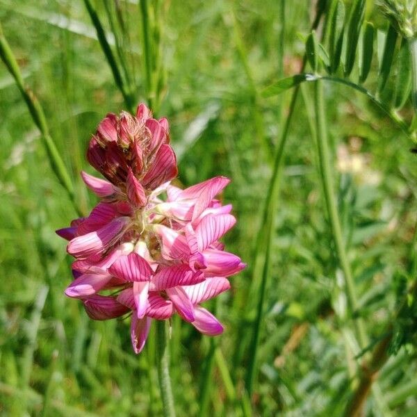 Onobrychis viciifolia Flor