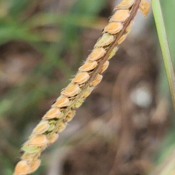 Paspalum dilatatum Frukto