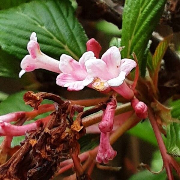 Viburnum × bodnantense 花