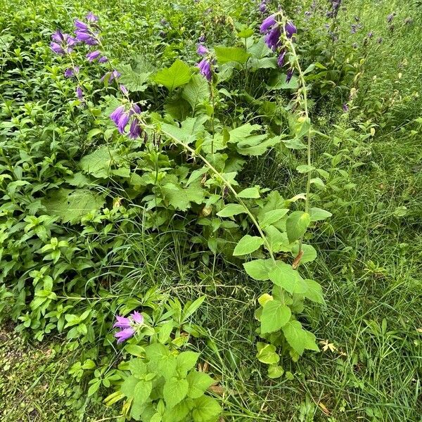 Campanula latifolia 形态