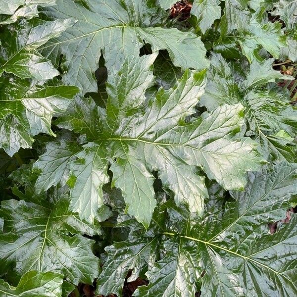 Acanthus mollis 葉