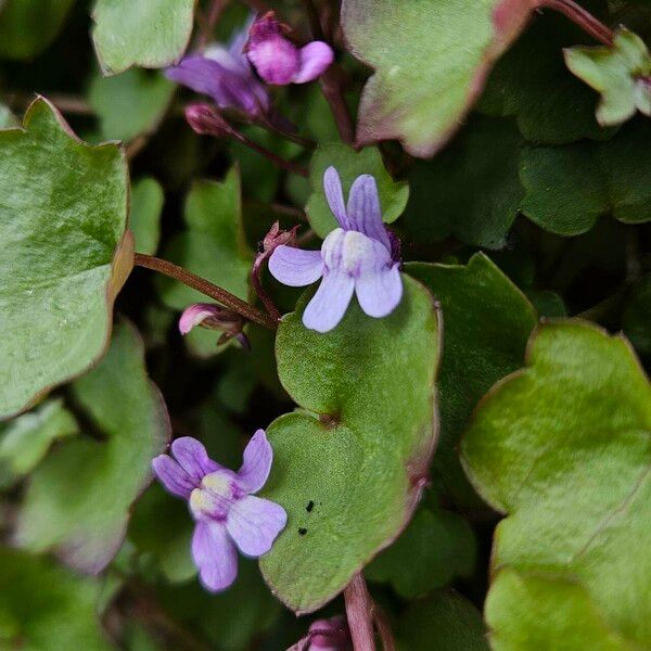 Cymbalaria muralis Žiedas