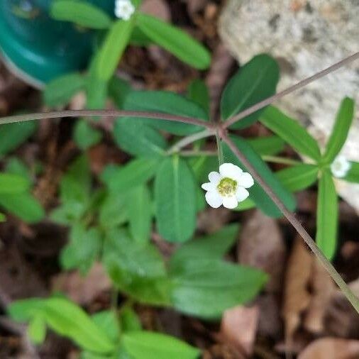 Euphorbia corollata Flower