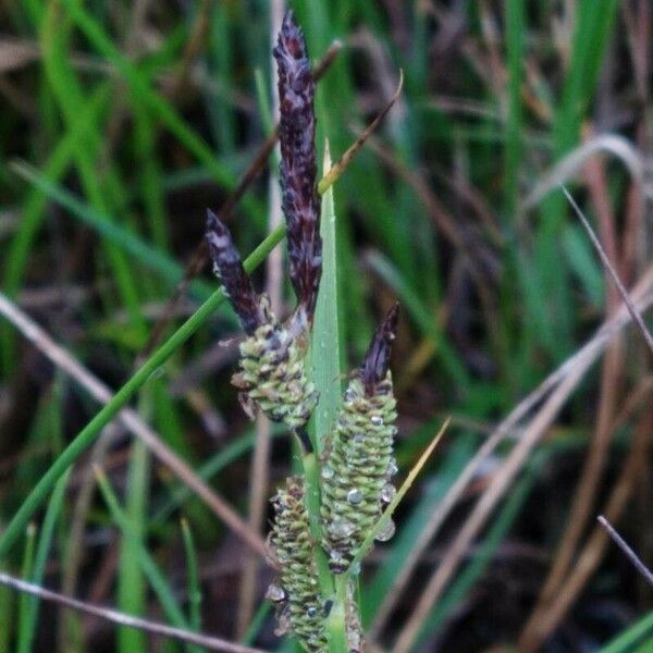 Carex nigra Bloem