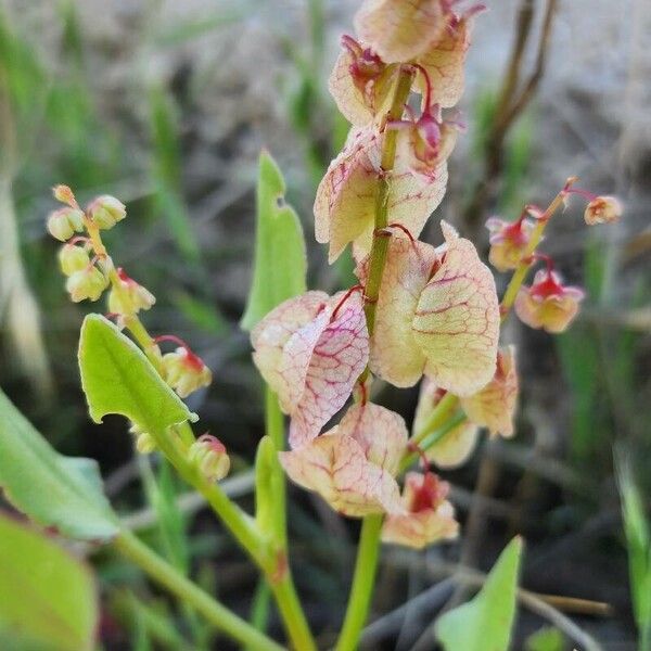 Rumex vesicarius Plod