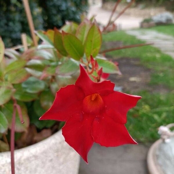 Mandevilla sanderi Floro