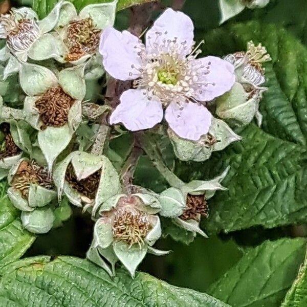 Rubus caesius Flower