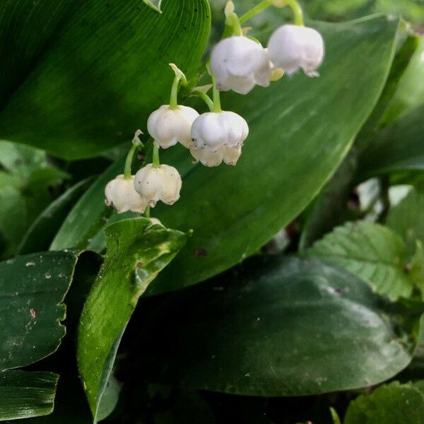 Convallaria majalis Blomma